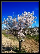 Almendro en Primavera